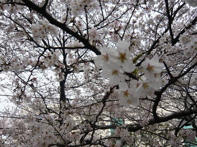 080329_sakura.jpg